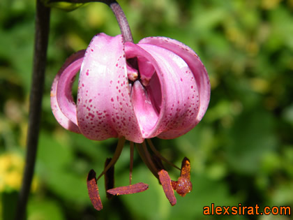 Lilium Martagon Val d'Aran